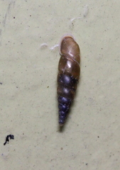 Tauphaedusa tau