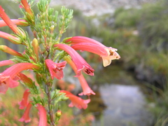 Erica curviflora curviflora