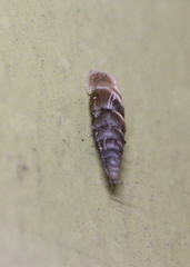 Tauphaedusa tau
