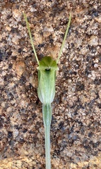 Pterostylis setulosa