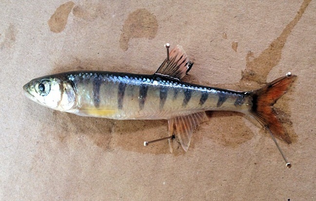 Southern Barred Minnow
