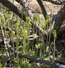 Pterostylis setulosa