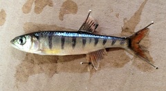Opsaridium peringueyi