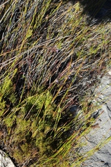 Prismatocarpus diffusus