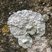 White Pleated Lichen - Photo (c) Heikel B., some rights reserved (CC BY-NC), uploaded by Heikel B.