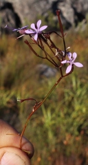 Prismatocarpus diffusus