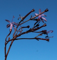 Prismatocarpus diffusus