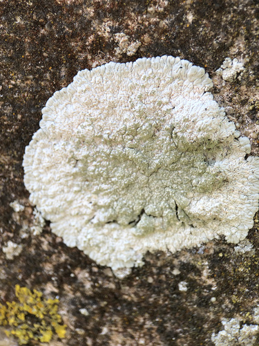 White Pleated Lichen