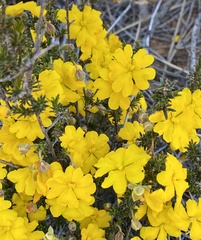 Hibbertia eatoniae