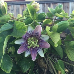 Passiflora alata × caerulea