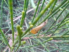 Agriphila inquinatella