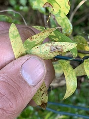 Puccinia myrsiphylli