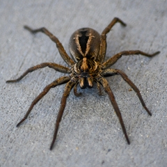 Tasmanicosa godeffroyi