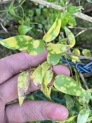 Puccinia myrsiphylli