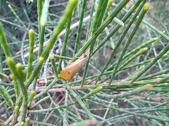 Agriphila inquinatella