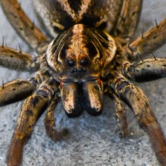 Tasmanicosa godeffroyi