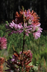 Erica verticillata