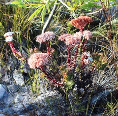 Crassula undulata