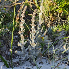 Crassula tomentosa