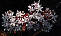 Crassula undulata