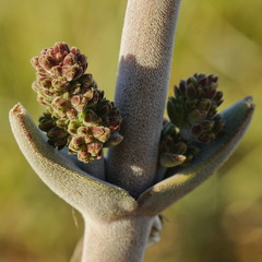Crassula tomentosa