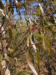 Eucalyptus salubris