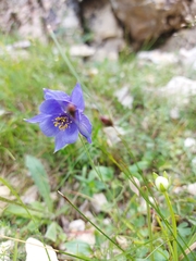 Aquilegia confusa