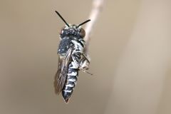 Allocoelioxys