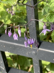 Solanum dulcamara