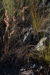 Cymbopogon marginatus