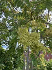 Ailanthus altissima