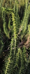 Myrovernix glandulosus