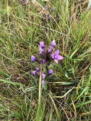 Gentianella campestris