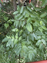 Styphnolobium japonicum