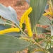 Acacia colei colei - Photo (c) Ray Turnbull, some rights reserved (CC BY-NC), uploaded by Ray Turnbull