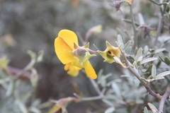Crotalarieae