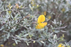 Crotalarieae