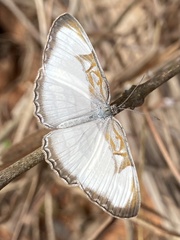 Mestra