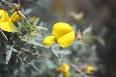 Crotalarieae