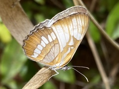 Mestra