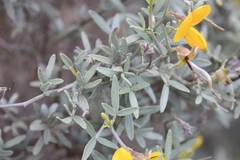 Crotalarieae