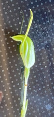 Pterostylis setulosa