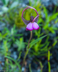 Disperis capensis capensis
