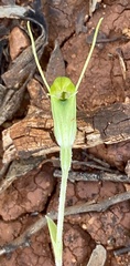 Pterostylis setulosa