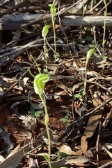 Pterostylis setulosa