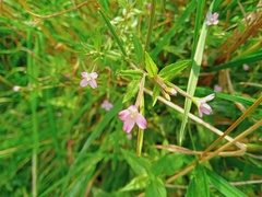 Epilobium adenocaulon
