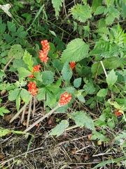 Arum cylindraceum