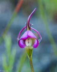 Disperis capensis capensis