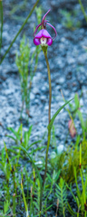 Disperis capensis capensis
