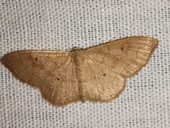 Idaea rubraria